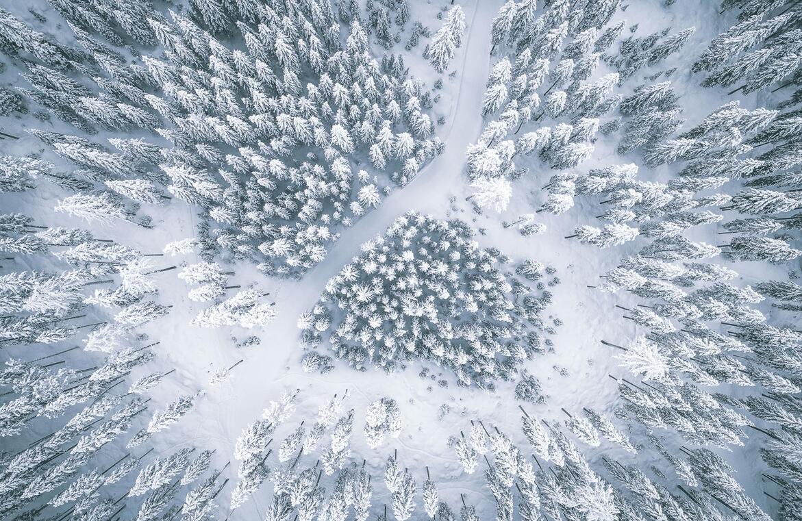 Vista dall’alto su un bosco di conifere innevato.
